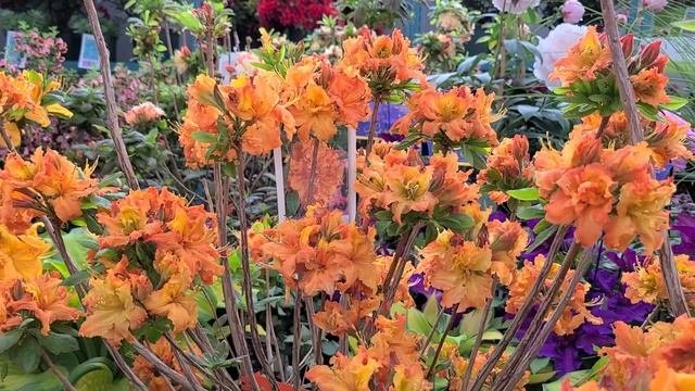 Azalea 'Gibraltar' // Amazingly Colorful, BRIGHT and⚡ BOLD, Spring Flowering Shrub!