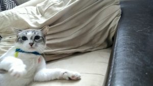 Одеваем шлейку на кота! ?легко и просто!