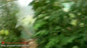 НИКОГДА не окучивайте помидоры! / ВРЕД окучивания