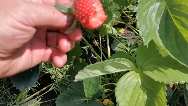 /Лучшие Итальянские сорта,/ клубника КСД  Свитхарт! /
