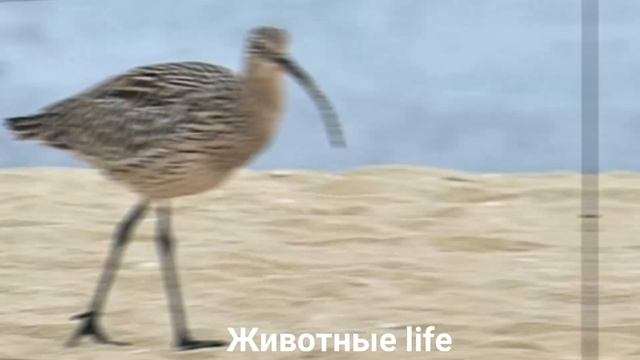 КРОНШНЕП?/Животные life/Птицы/Животные/Интересные факты смотреть онлайн