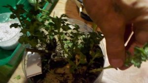 Размножение хризантем черенками в перлите и торфянных таблетках.