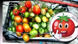 Все бы сорта так плодоносили!