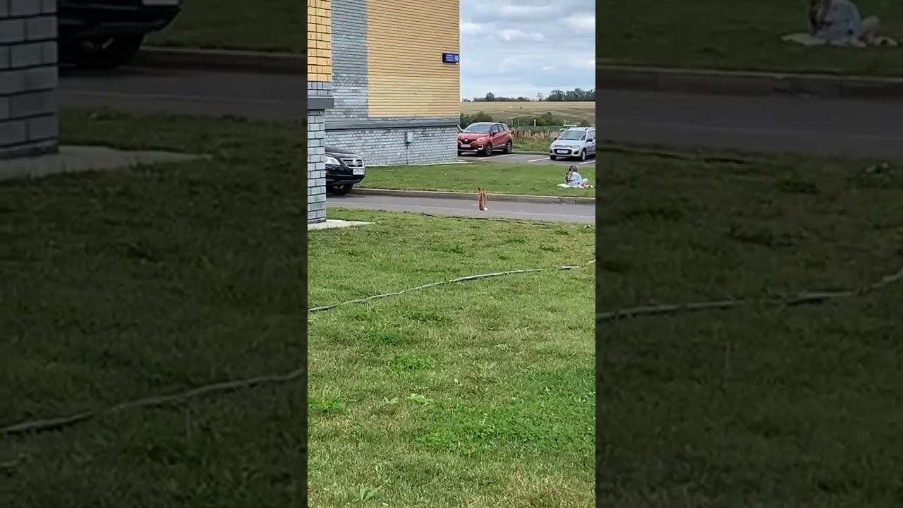 Лиса воровка в Царево смотреть онлайн