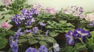 В гостях у Минусинского коллекционера фиалок Светланы Голубцовой