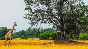 АМУ МОМ МУДРАЯ КНИГА 3