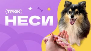 Учим собаку приносить игрушку в руку. Трюк неси. Команда принеси в руку