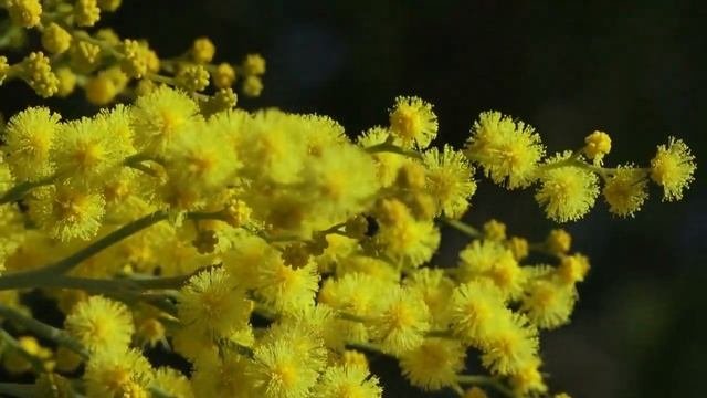 Ветка мимозы