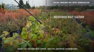 Осеннее удобрение почвы. Чем удобрять землю осенью? Какие удобрения вносить в почву в осенний сезо