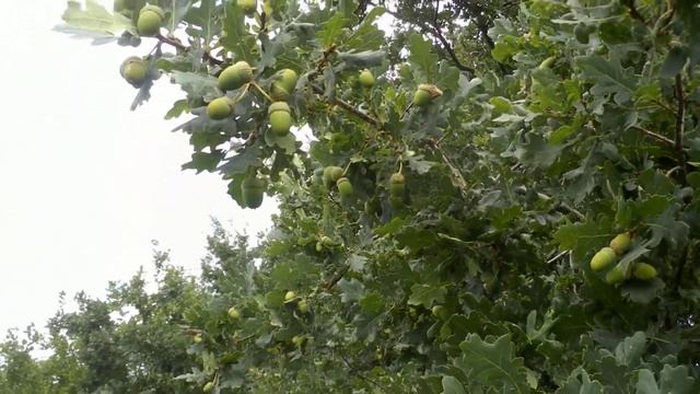 Рекордний урожай желудей смотреть онлайн