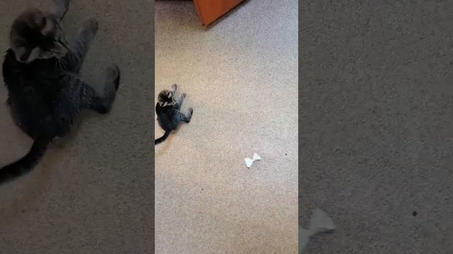 Найден котёнок египетский мау, отдадим в хорошие руки смотреть онлайн