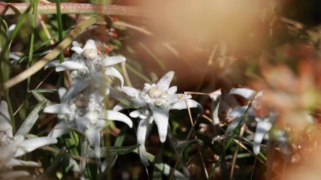 Switzerland's National Flower | Edelweiss смотреть онлайн