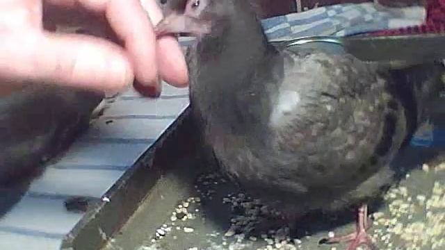 Мелкий голубёнок-пискун учится клевать