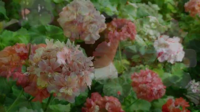 6월제라늄꽃밭:pelargonium flowers garden