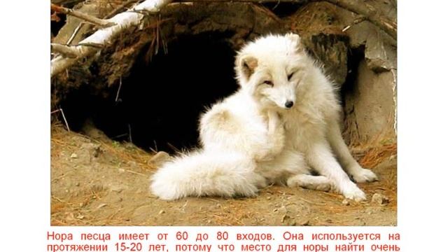 Жилища животных смотреть онлайн