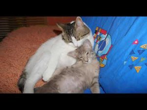 Кошачье ностальгическое "Когда мы были молодыми"