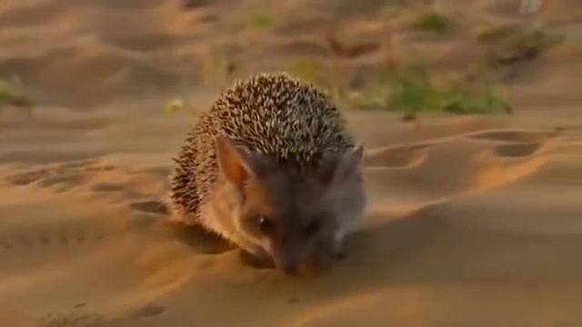 Природа Кавказа смотреть онлайн