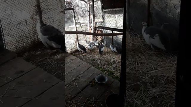 Цесарки, причина почему содяться на ноги
