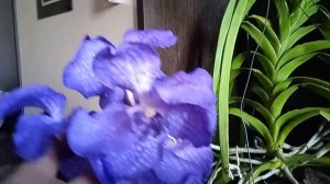 25.Орхидея Ванда Sanderiana Сандериана цветение