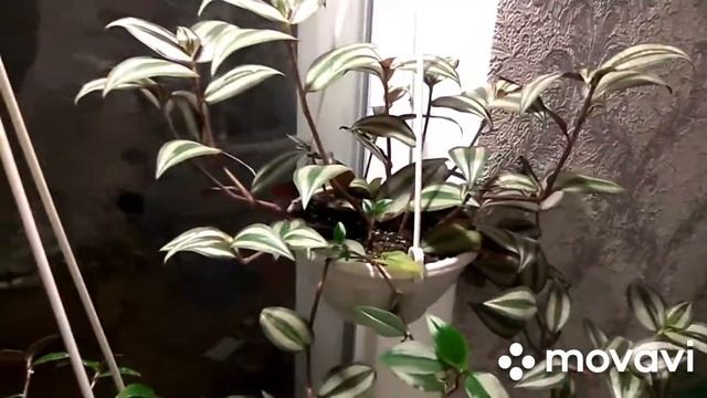 Традесканция. Забытый не модный цветок. смотреть онлайн