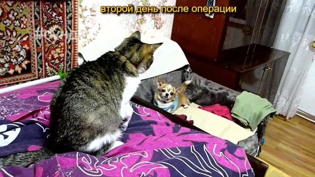 Кошка  после операции  _Мягкие лапки_ ОНИХЭКТОМИЯ. ВСЕ ЗА И ПРОТИВ..mp4