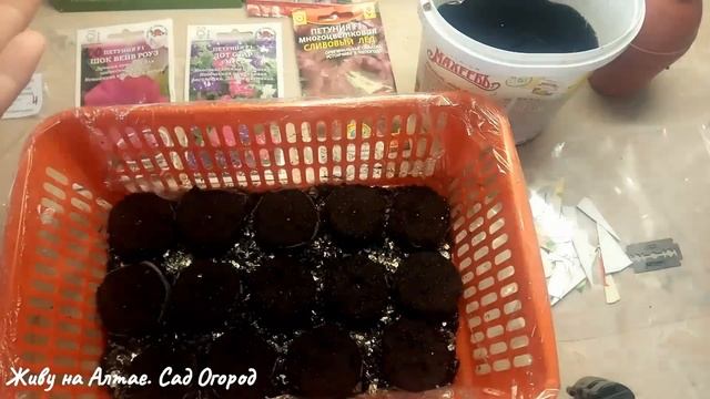 Посев петунии в торфяные таблетки.Супер подкормка для Петунии. Уход после всходов. смотреть онлайн