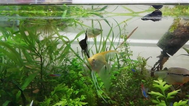 Жемчужные гурами целуются и кружатся смотреть онлайн