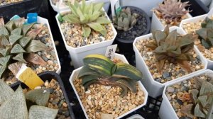 Haworthia Paradise - Mr Tang's Nursery