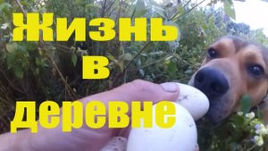 Что я делаю сегодня // Ищем кладку индюков // Нива посыпалась // Жизнь в деревне