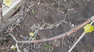 Нормирование виноградного куста побегами. Результат опыление абрикоса.