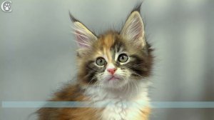 Видео котенка мейн кун черепаховый мраморный с белым Zorka Grey Claw`s coonplanet.ru