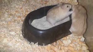 ВНИМАНИЕ! Драка джунгарских хомяков за место в песке. хомяк /хомяки