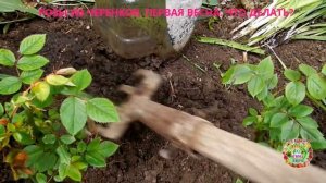 Розы из черенков. Когда снимать бутылки с черенков роз весной