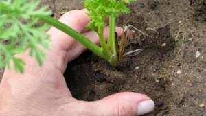 Выращиваю морковь даже на глиняной почве в 4шага до хорошего урожая.mp4