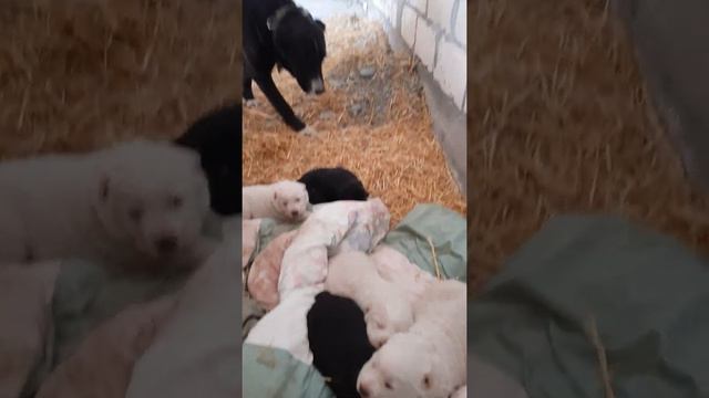 БУДУЩИЕ ВОЛКОДАВЫ ОСЕТИИ! смотреть онлайн