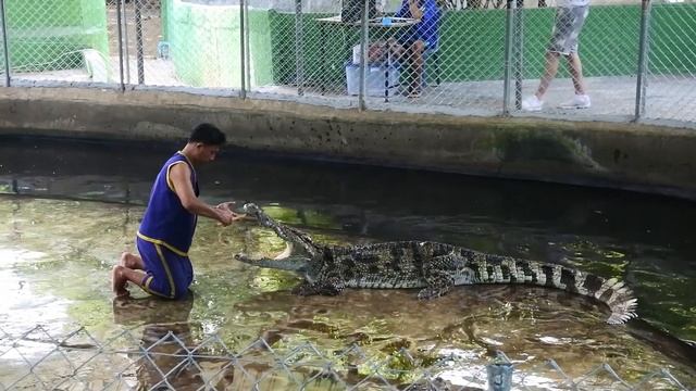КРОКОДИЛОВАЯ И ЗМЕИНАЯ ФЕРМА НА САМУИ | ОПАСНОЕ ШОУ смотреть онлайн