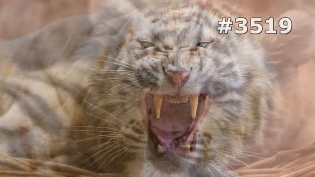 #3519. Тигры (В мире животных) смотреть онлайн