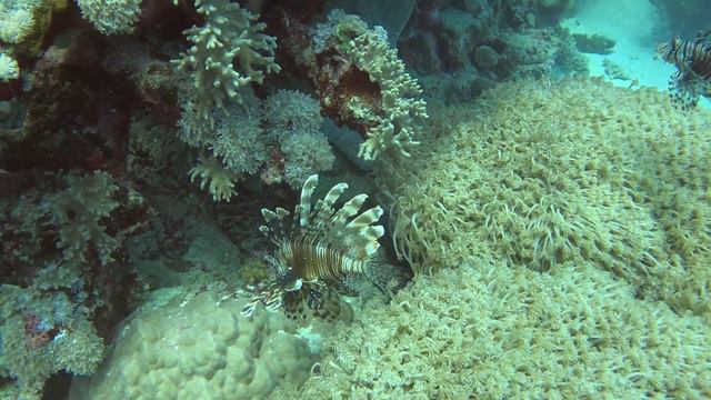 Обворожительные #скорпеновые #Крылатказебра #pteroisvolitans #commonlionfish