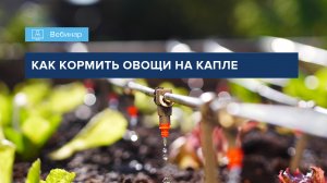 ВЕБИНАР "КАК КОРМИТЬ ОВОЩИНА КАПЛЕ"