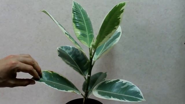 FICUS 2 incredibili tecniche per moltiplicarlo a costo zero, ficus benjamina, ficus elastica,