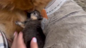 Шпиц Бэтти стала мамой! Щенок померанского шпица в 3 недели ❤️