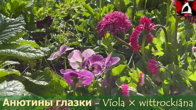 Выходные накануне путешествия.