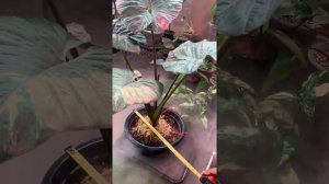 alocasia serendipity variegated