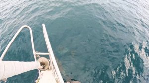 Белобочки идут рядом с яхтой