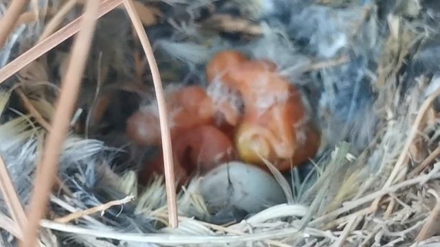 Маленькие щеглята. Поздняя кладка. переезд под канарейку смотреть онлайн