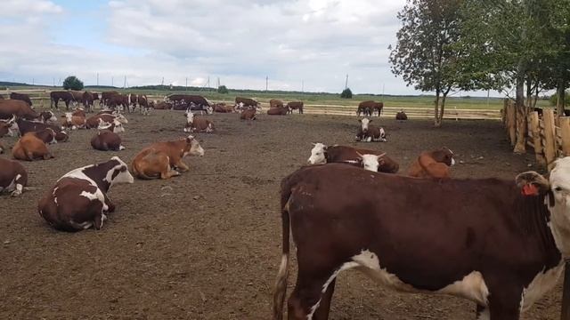 Симментал и Герефорд смешанная ферма КРС  Оптовая продажа КРС  Simmental and Hereford mixed cattle