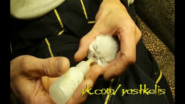 Выкармливание котёнка без кошки с рождения (Персидская кошка) смотреть онлайн