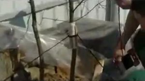 Установка растяжек на многоствольных деревьях