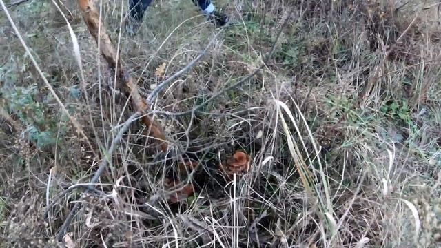 ОПЯТА ОСЕННИЕ В НЕВЕРОЯТНОМ КОЛИЧЕСТВЕ! смотреть онлайн