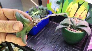 Суккуленты. Гастерия гломерата (Gasteria glomerata)